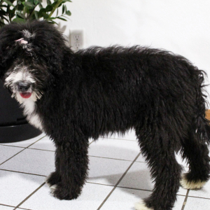 Bernedoodle Puppy Brandy