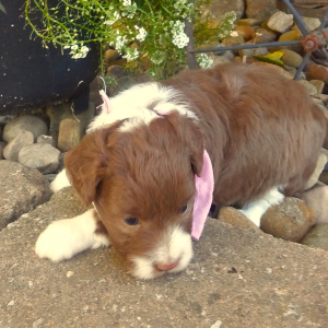 Aussiedoodle Puppy Annie