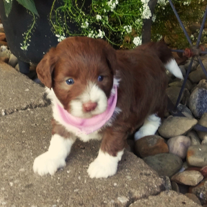 Aussiedoodle Puppy Annie