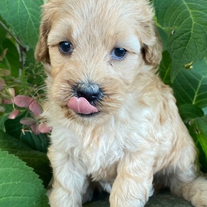 Goldendoodle Puppy Vicki