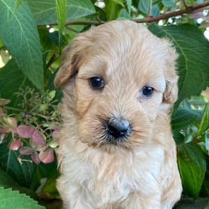 Goldendoodle Puppy Vicki