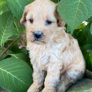 Goldendoodle Puppy Vicki
