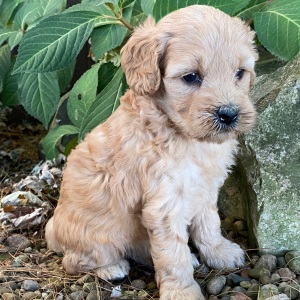 Goldendoodle Puppy Vicki