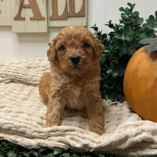 Goldendoodle Puppy Zeki