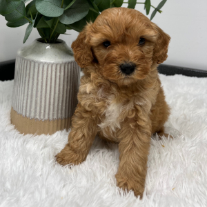 Goldendoodle Puppy Zeki