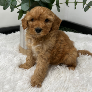 Goldendoodle Puppy Zeki