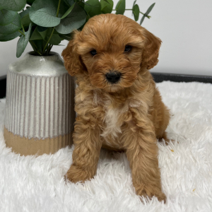 Goldendoodle Puppy Zeki