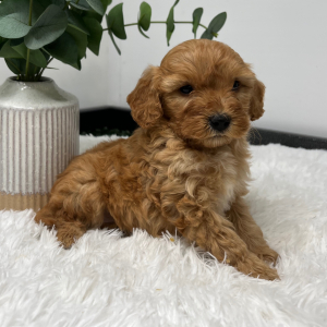 Goldendoodle Puppy Zeki