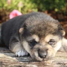 Shiba Inu Puppy Sheba