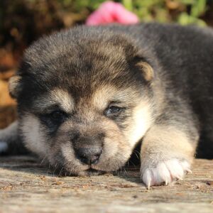 Shiba Inu Puppy Sheba