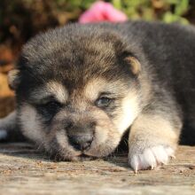 Shiba Inu Puppy Sheba