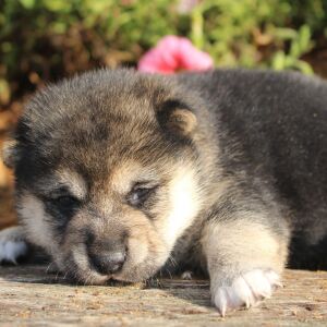 Shiba Inu Puppy Sheba