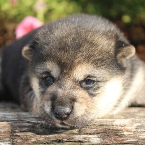 Shiba Inu Puppy Sheba