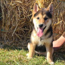 Shiba Inu Puppy Sheba