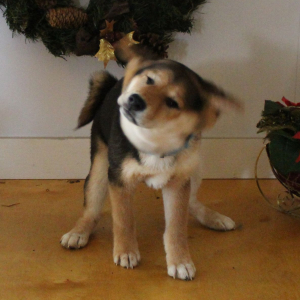 Shiba Inu Puppy Sheba