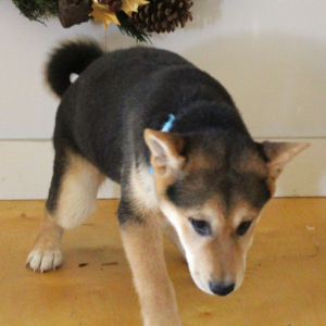 Shiba Inu Puppy Sheba