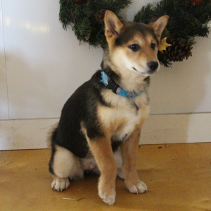 Shiba Inu Puppy Sheba