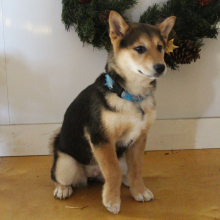 Shiba Inu Puppy Sheba