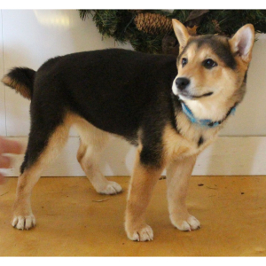 Shiba Inu Puppy Sheba