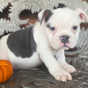 Bulldog Puppy Tink