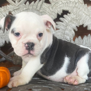 Bulldog Puppy Tink