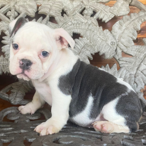 Bulldog Puppy Tink