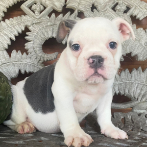 Bulldog Puppy Tink