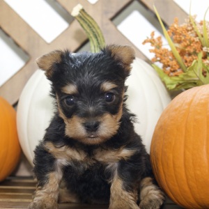Silky Terrier Puppy Tia