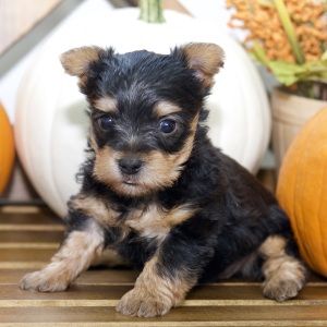 Silky Terrier Puppy Tia