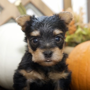 Silky Terrier Puppy Tia