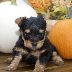 Silky Terrier Puppy Tia