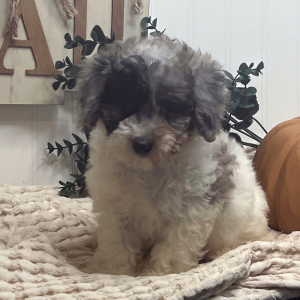 Poodle Puppy Lola