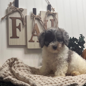 Poodle Puppy Lola