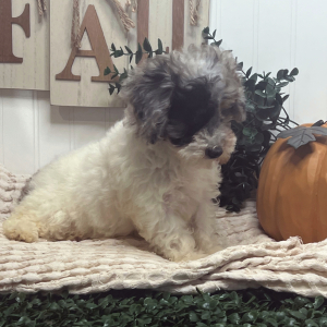 Poodle Puppy Lola