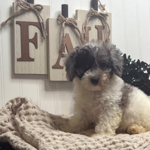 Poodle Puppy Lola