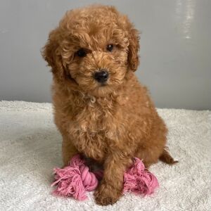Goldendoodle Puppy Ruby