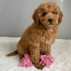 Goldendoodle Puppy Ruby
