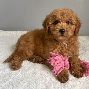 Goldendoodle Puppy Ruby