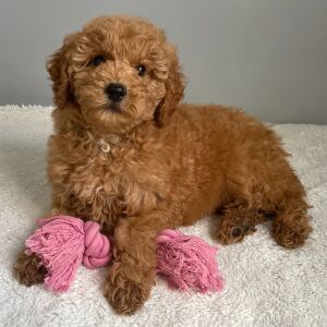 Goldendoodle Puppy Ruby