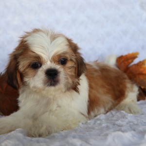 Shih Tzu Puppy Robert