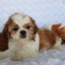Shih Tzu Puppy Robert