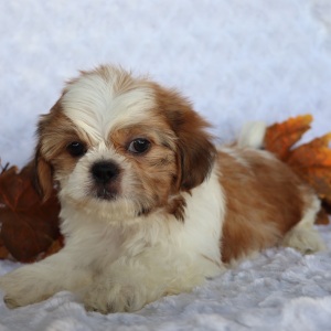 Shih Tzu Puppy Robert
