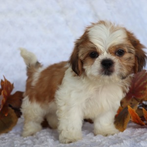 Shih Tzu Puppy Robert