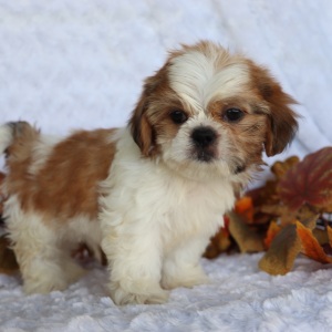 Shih Tzu Puppy Robert