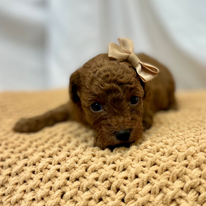 Poodle Puppy Rova