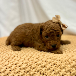 Poodle Puppy Rova