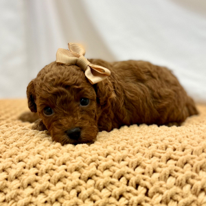 Poodle Puppy Rova