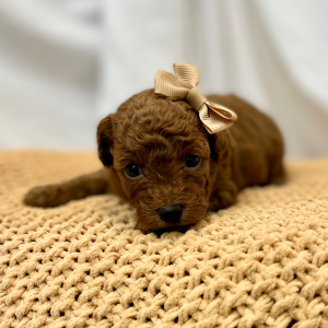 Poodle Puppy Rova