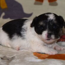 Yorkiepoo Puppy Max
