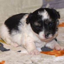 Yorkiepoo Puppy Max